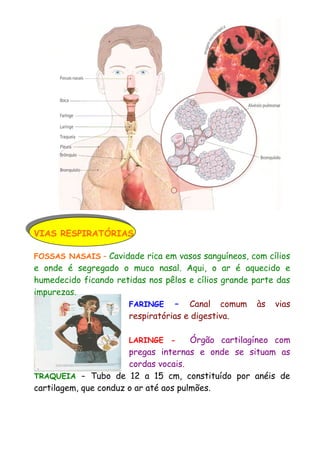 VIAS RESPIRATÓRIAS
FOSSAS NASAIS – Cavidade rica em vasos sanguíneos, com cílios
e onde é segregado o muco nasal. Aqui, o ar é aquecido e
humedecido ficando retidas nos pêlos e cílios grande parte das
impurezas.
FARINGE – Canal comum às vias
respiratórias e digestiva.
LARINGE - Órgão cartilagíneo com
pregas internas e onde se situam as
cordas vocais.
TRAQUEIA – Tubo de 12 a 15 cm, constituído por anéis de
cartilagem, que conduz o ar até aos pulmões.
 