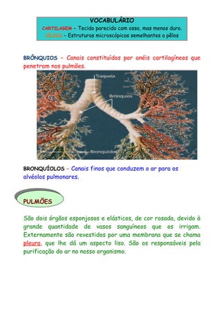 VOCABULÁRIO
CARTILAGEM – Tecido parecido com osso, mas menos duro.
CÍLIOS – Estruturas microscópicas semelhantes a pêlos
BRÔNQUIOS – Canais constituídos por anéis cartilagíneos que
penetram nos pulmões.
BRONQUÍOLOS – Canais finos que conduzem o ar para os
alvéolos pulmonares.
PULMÕES
São dois órgãos esponjosos e elásticos, de cor rosada, devido à
grande quantidade de vasos sanguíneos que os irrigam.
Externamente são revestidos por uma membrana que se chama
pleura, que lhe dá um aspecto liso. São os responsáveis pela
purificação do ar no nosso organismo.
 
