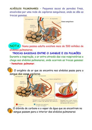 ALVÉOLOS PULMONARES – Pequenos sacos de paredes finas,
envolvidos por uma rede de capilares sanguíneos, onde se dão as
trocas gasosas.
Vasos sanguíneos
NOTA Numa pessoa adulta existem mais de 500 milhões de
alvéolos pulmonares.
TROCAS GASOSAS ENTRE O SANGUE E OS PULMÕES
Durante a inspiração, o ar entra através das vias respiratórias e
chega aos alvéolos pulmonares, onde ocorrem as trocas gasosas:
– hematose pulmonar.
1 O oxigénio do ar que se encontra nos alvéolos passa para o
sangue dos vasos capilares.
O dióxido de carbono e o vapor de água que se encontram no
2 sangue passam para o interior dos alvéolos pulmonares
 
