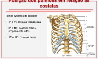 Temos 12 pares de costelas
• 1° a 7°: costelas verdadeiras
• 8° a 10°: costelas falsas
propriamente ditas
• 11°e 12°: costelas falsas
 