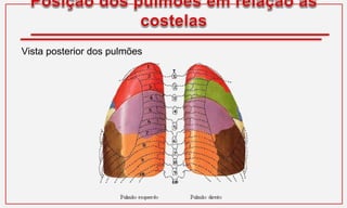 Vista posterior dos pulmões
 