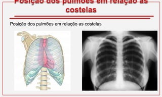 Posição dos pulmões em relação as costelas
 