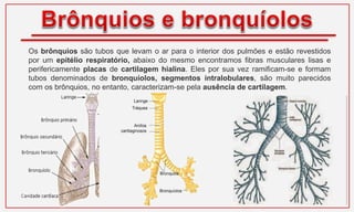 Os brônquios são tubos que levam o ar para o interior dos pulmões e estão revestidos
por um epitélio respiratório, abaixo do mesmo encontramos fibras musculares lisas e
perifericamente placas de cartilagem hialina. Eles por sua vez ramificam-se e formam
tubos denominados de bronquíolos, segmentos intralobulares, são muito parecidos
com os brônquios, no entanto, caracterizam-se pela ausência de cartilagem.
 