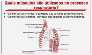 ● Os intercostais internos, depressão das costelas (ação expiratória).
● Os intercostais externos, elevação das costelas (ação inspiratória).
 