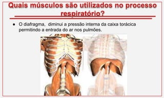 ● O diafragma, diminui a pressão interna da caixa torácica
permitindo a entrada do ar nos pulmões.
 