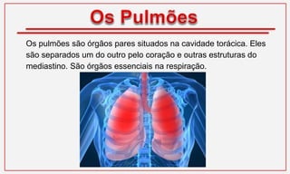 Os pulmões são órgãos pares situados na cavidade torácica. Eles
são separados um do outro pelo coração e outras estruturas do
mediastino. São órgãos essenciais na respiração.
 