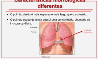 • O pulmão direito é mais espesso e mais largo que o esquerdo.
• O pulmão esquerdo ainda possui uma concavidade, chamada de
incisura cardíaca.
incisura
cardíaca
 
