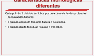 Cada pulmão é dividido em lobos por uma ou mais fendas profundas
denominadas fissuras:
• o pulmão esquerdo tem uma fissura e dois lobos.
• o pulmão direito tem duas fissuras e três lobos.
 