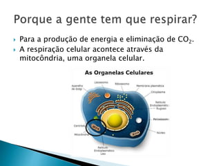 Para a produção de energia e eliminação de CO2.
 A respiração celular acontece através da
mitocôndria, uma organela celular.
 