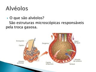  O que são alvéolos?
São estruturas microscópicas responsáveis
pela troca gasosa.
 