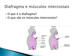  O que é o diafragma?
 O que são os músculos intercostais?
 