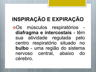 INSPIRAÇÃO E EXPIRAÇÃO
Os músculos respiratórios -
diafragma e intercostais - têm
sua atividade regulada pelo
centro respiratório situado no
bulbo - uma região do sistema
nervoso central, abaixo do
cérebro.
 