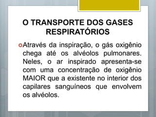 O TRANSPORTE DOS GASES
RESPIRATÓRIOS
Através da inspiração, o gás oxigênio
chega até os alvéolos pulmonares.
Neles, o ar inspirado apresenta-se
com uma concentração de oxigênio
MAIOR que a existente no interior dos
capilares sanguíneos que envolvem
os alvéolos.
 