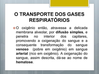 O TRANSPORTE DOS GASES
RESPIRATÓRIOS
 O oxigênio então, atravessa a delicada
membrana alveolar, por difusão simples, e
penetra no interior dos capilares,
promovendo a oxigenação do sangue e a
consequente transformação do sangue
venoso (pobre em oxigênio) em sangue
arterial (rico em oxigênio). A oxigenação do
sangue, assim descrita, dá-se ao nome de
hematose.
 