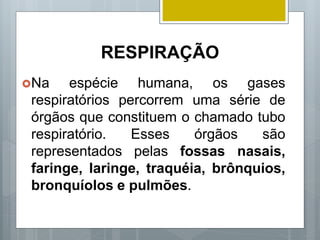 RESPIRAÇÃO
Na espécie humana, os gases
respiratórios percorrem uma série de
órgãos que constituem o chamado tubo
respiratório. Esses órgãos são
representados pelas fossas nasais,
faringe, laringe, traquéia, brônquios,
bronquíolos e pulmões.
 