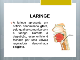 LARINGE
 A laringe apresenta um
orifício denominado glote,
pelo qual se comunica com
a faringe. Durante a
deglutição, esse orifício é
fechado por uma válvula
reguladora denominada
epiglote.
 