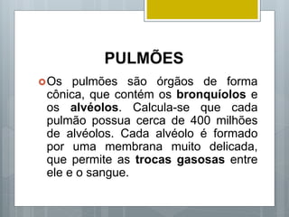 PULMÕES
Os pulmões são órgãos de forma
cônica, que contém os bronquíolos e
os alvéolos. Calcula-se que cada
pulmão possua cerca de 400 milhões
de alvéolos. Cada alvéolo é formado
por uma membrana muito delicada,
que permite as trocas gasosas entre
ele e o sangue.
 
