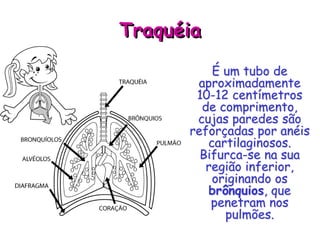 Traquéia
É um tubo de
aproximadamente
10-12 centímetros
de comprimento,
cujas paredes são
reforçadas por anéis
cartilaginosos.
Bifurca-se na sua
região inferior,
originando os
brônquios, que
penetram nos
pulmões.
 