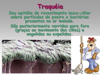 Traquéia
Seu epitélio de revestimento muco-ciliar
adere partículas de poeira e bactérias
presentes no ar inalado.
São posteriormente varridas para fora
(graças ao movimento dos cílios) e
engolidas ou expelidas.
 