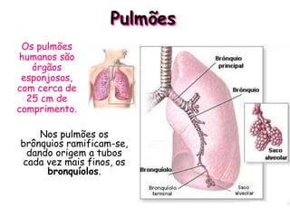 Pulmões
Os pulmões
humanos são
órgãos
esponjosos,
com cerca de
25 cm de
comprimento.
Nos pulmões os
brônquios ramificam-se,
dando origem a tubos
cada vez mais finos, os
bronquíolos.
 