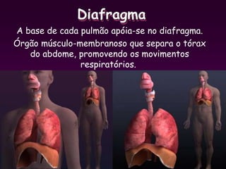 Diafragma
A base de cada pulmão apóia-se no diafragma.
Órgão músculo-membranoso que separa o tórax
do abdome, promovendo os movimentos
respiratórios.
 