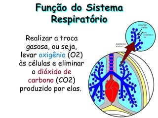 Função do Sistema
Respiratório
Realizar a troca
gasosa, ou seja,
levar oxigênio (O2)
às células e eliminar
o dióxido de
carbono (CO2)
produzido por elas.
 