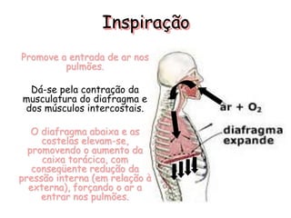 Inspiração
Promove a entrada de ar nos
pulmões.
Dá-se pela contração da
musculatura do diafragma e
dos músculos intercostais.
O diafragma abaixa e as
costelas elevam-se,
promovendo o aumento da
caixa torácica, com
conseqüente redução da
pressão interna (em relação à
externa), forçando o ar a
entrar nos pulmões.
 