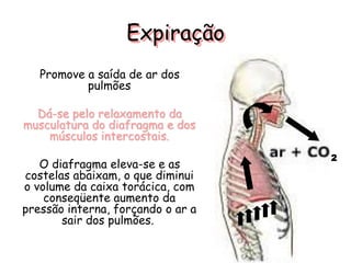 Expiração
Promove a saída de ar dos
pulmões
Dá-se pelo relaxamento da
musculatura do diafragma e dos
músculos intercostais.
O diafragma eleva-se e as
costelas abaixam, o que diminui
o volume da caixa torácica, com
conseqüente aumento da
pressão interna, forçando o ar a
sair dos pulmões.
2
 