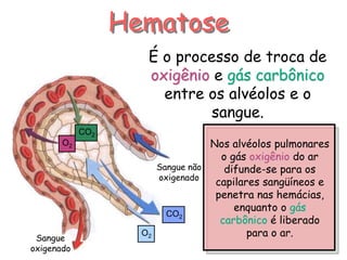 Hematose
O2
CO2
Sangue não
oxigenado
Sangue
oxigenado
O2
CO2
É o processo de troca de
oxigênio e gás carbônico
entre os alvéolos e o
sangue.
Nos alvéolos pulmonares
o gás oxigênio do ar
difunde-se para os
capilares sangüíneos e
penetra nas hemácias,
enquanto o gás
carbônico é liberado
para o ar.
 