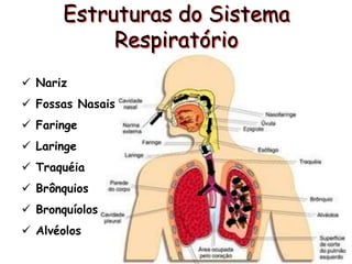 Estruturas do Sistema
Respiratório
 Nariz
 Fossas Nasais
 Faringe
 Laringe
 Traquéia
 Brônquios
 Bronquíolos
 Alvéolos
 
