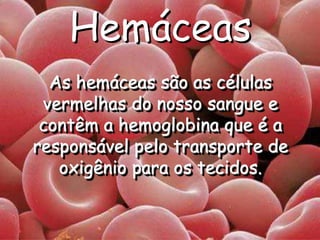 Hemáceas
As hemáceas são as células
vermelhas do nosso sangue e
contêm a hemoglobina que é a
responsável pelo transporte de
oxigênio para os tecidos.
 
