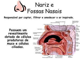 Nariz e
Fossas Nasais
Responsável por captar, filtrar e umedecer o ar inspirado.
Possuem um
revestimento
dotado de células
produtoras de
muco e células
ciliadas.
 