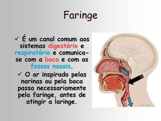 Faringe
 É um canal comum aos
sistemas digestório e
respiratório e comunica-
se com a boca e com as
fossas nasais.
 O ar inspirado pelas
narinas ou pela boca
passa necessariamente
pela faringe, antes de
atingir a laringe.
 