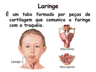 Laringe
É um tubo formado por peças de
cartilagem que comunica a faringe
com a traquéia.
 