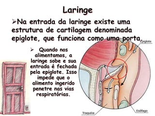 Laringe
Na entrada da laringe existe uma
estrutura de cartilagem denominada
epiglote, que funciona como uma porta.
 Quando nos
alimentamos, a
laringe sobe e sua
entrada é fechada
pela epiglote. Isso
impede que o
alimento ingerido
penetre nas vias
respiratórias.
 