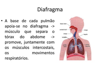 Anatomia do Sistema Respiratorio função e movimentos musculares. | PDF