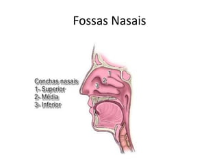Anatomia do Sistema Respiratorio função e movimentos musculares. | PDF