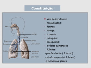  Vias Respiratórias:
- fossas nasais;
- faringe
- laringe;
- traqueia;
- brônquios;
- bronquíolos;
- alvéolos pulmonares
Pulmões:
-pulmão direito ( 3 lobos )
-pulmão esquerdo ( 2 lobos )
-a membrana pleura
Constituição
 