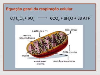 Equação geral da respiração celular
C6H12O6 + 6O2 6CO2 + 6H2O + 38 ATP
 