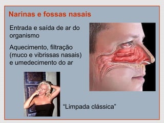 Narinas e fossas nasais
Entrada e saída de ar do
organismo
Aquecimento, filtração
(muco e vibrissas nasais)
e umedecimento do ar
“Limpada clássica”
 