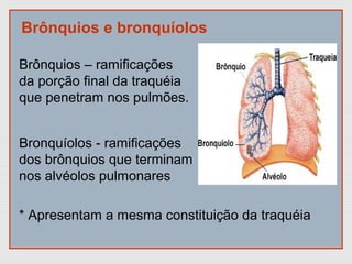 Brônquios e bronquíolos
Brônquios – ramificações
da porção final da traquéia
que penetram nos pulmões.
Bronquíolos - ramificações
dos brônquios que terminam
nos alvéolos pulmonares
* Apresentam a mesma constituição da traquéia
 