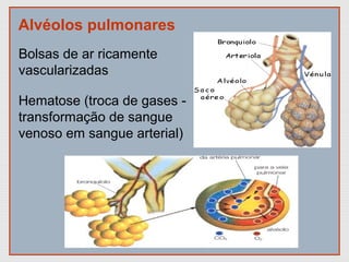 Alvéolos pulmonares
Bolsas de ar ricamente
vascularizadas
Hematose (troca de gases -
transformação de sangue
venoso em sangue arterial)
 