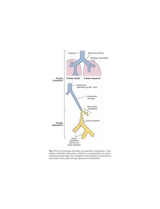 Brônquio primário

Traquéia

Brônquio secundário

Porção
Condutora

Pulmão direito

Pulmão esquerdo

Bronquíolo
(diâmetro de até 1 mm)

Bronquíolo
terminal

Bronquíolo
respiratório

Ducto alveolar
Porção
respiratória

Sacos
alveolares
(término do
ducto alveolar)

Fig. 17.1 As principais divisões do aparelho respiratório. Para
tornar o desenho mais claro e didático, as proporções das estruturas foram alteradas. Por exemplo, os bronquíolos respiratórios
são muito mais curtos do que aparecem no desenho.

 