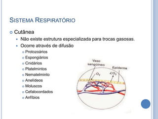 SISTEMA RESPIRATÓRIO
   Cutânea
     Não existe estrutura especializada para trocas gasosas.
     Ocorre através de difusão
         Protozoários
         Espongiários

         Cnidários

         Platelmintos

         Nematelminto

         Anelídeos

         Moluscos

         Cefalocordados

         Anfíbios
 