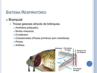 SISTEMA RESPIRATÓRIO
   Branquial
       Trocas gasosas através de brânquias.
         Anelídeos poliquetos.
         Muitos moluscos.

         Crustáceos.

         Ciclostomados (Peixes primitivos sem mandíbula).

         Peixes.

         Anfíbios.
 