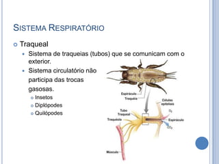 SISTEMA RESPIRATÓRIO
   Traqueal
     Sistema de traqueias (tubos) que se comunicam com o
      exterior.
     Sistema circulatório não
      participa das trocas
      gasosas.
         Insetos
         Diplópodes

         Quilópodes
 