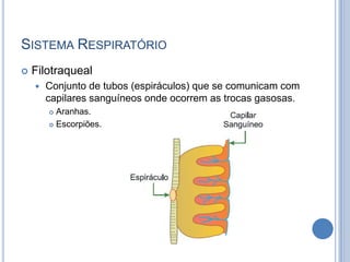 SISTEMA RESPIRATÓRIO
   Filotraqueal
       Conjunto de tubos (espiráculos) que se comunicam com
        capilares sanguíneos onde ocorrem as trocas gasosas.
         Aranhas.
         Escorpiões.
 