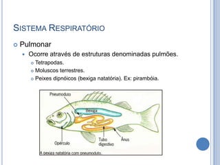 SISTEMA RESPIRATÓRIO
   Pulmonar
       Ocorre através de estruturas denominadas pulmões.
         Tetrapodas.
         Moluscos terrestres.

         Peixes dipnóicos (bexiga natatória). Ex: pirambóia.
 