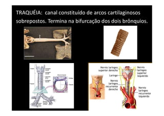 TRAQUÉIA: canal constituído de arcos cartilaginosos
sobrepostos. Termina na bifurcação dos dois brônquios.
 
