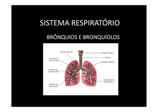 SISTEMA RESPIRATÓRIO
BRÔNQUIOS E BRONQUÍOLOS
 